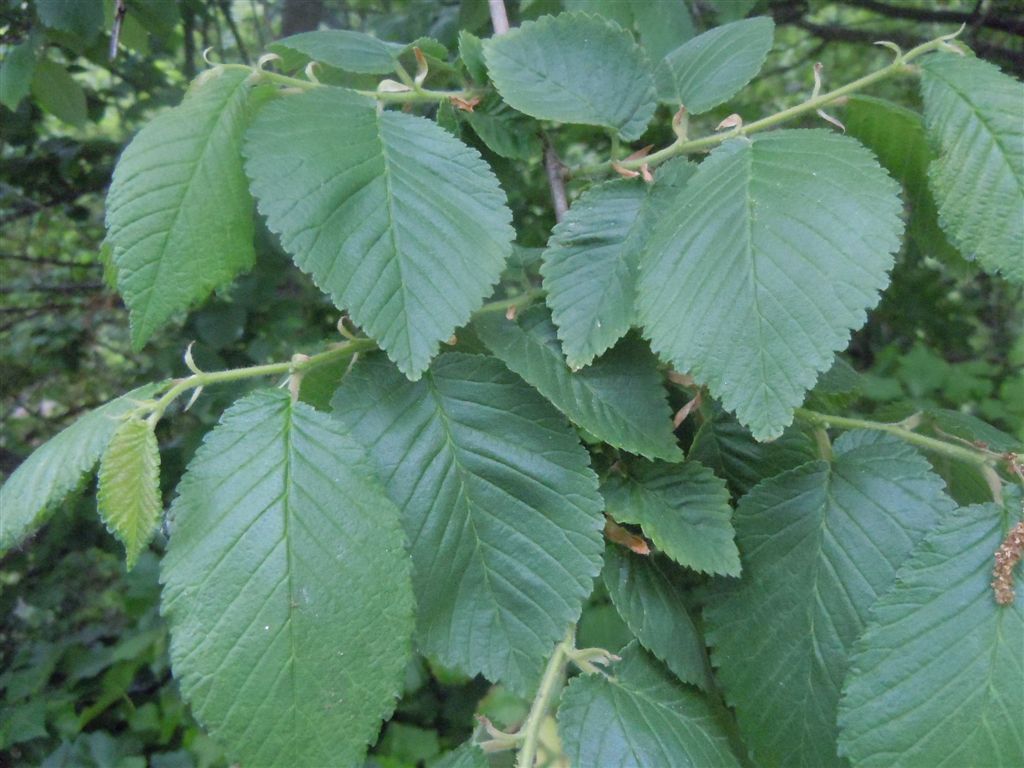 Ulmus minor?